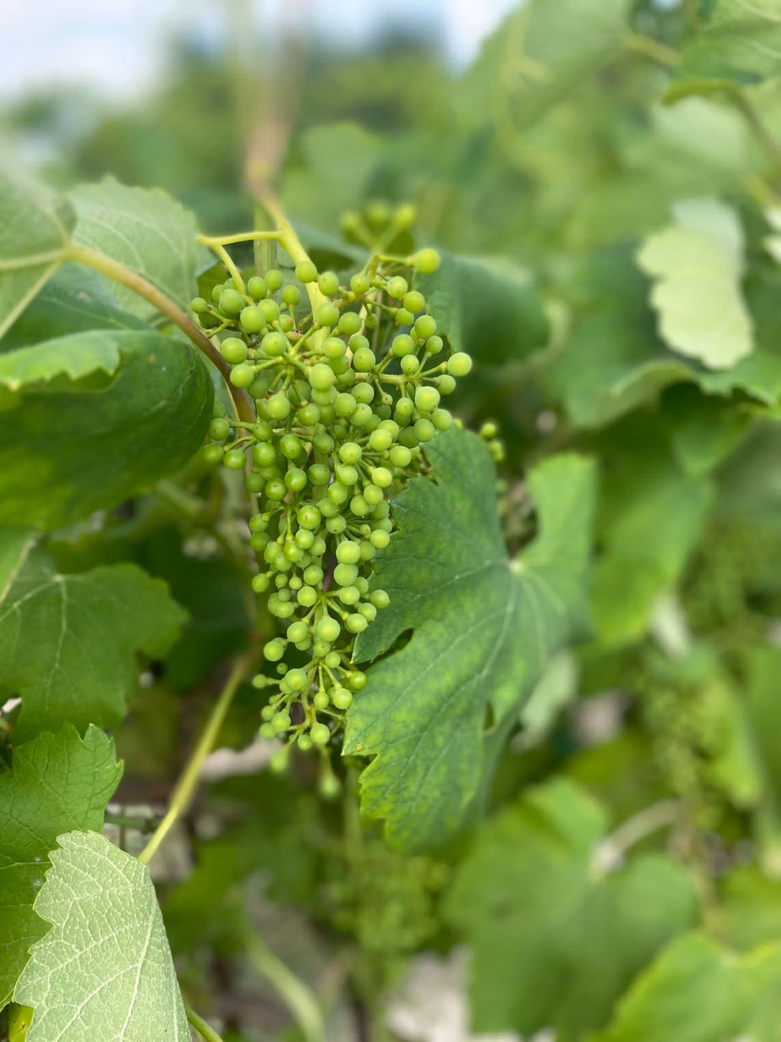 Cluster of small, unripe green grapes hanging from a grapevine among broad green leaves on a sunny day.