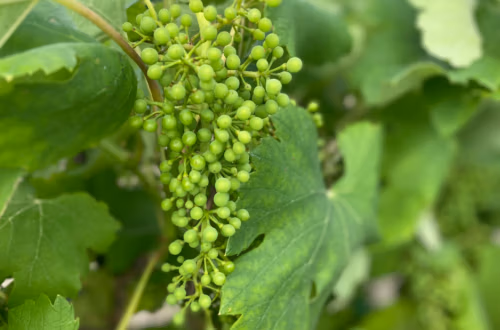 Cluster of small, unripe green grapes hanging from a grapevine among broad green leaves on a sunny day.