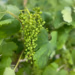 Cluster of small, unripe green grapes hanging from a grapevine among broad green leaves on a sunny day.